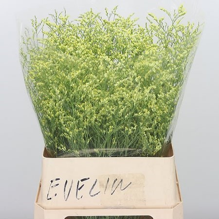 Limonium Yellow Diamond