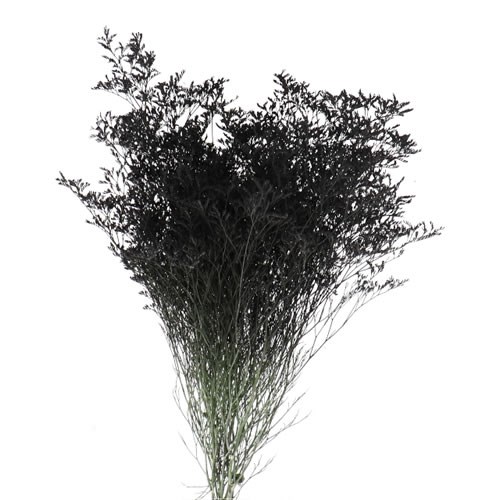 Limonium dyed Black
