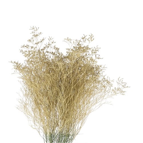 Limonium dyed Gold