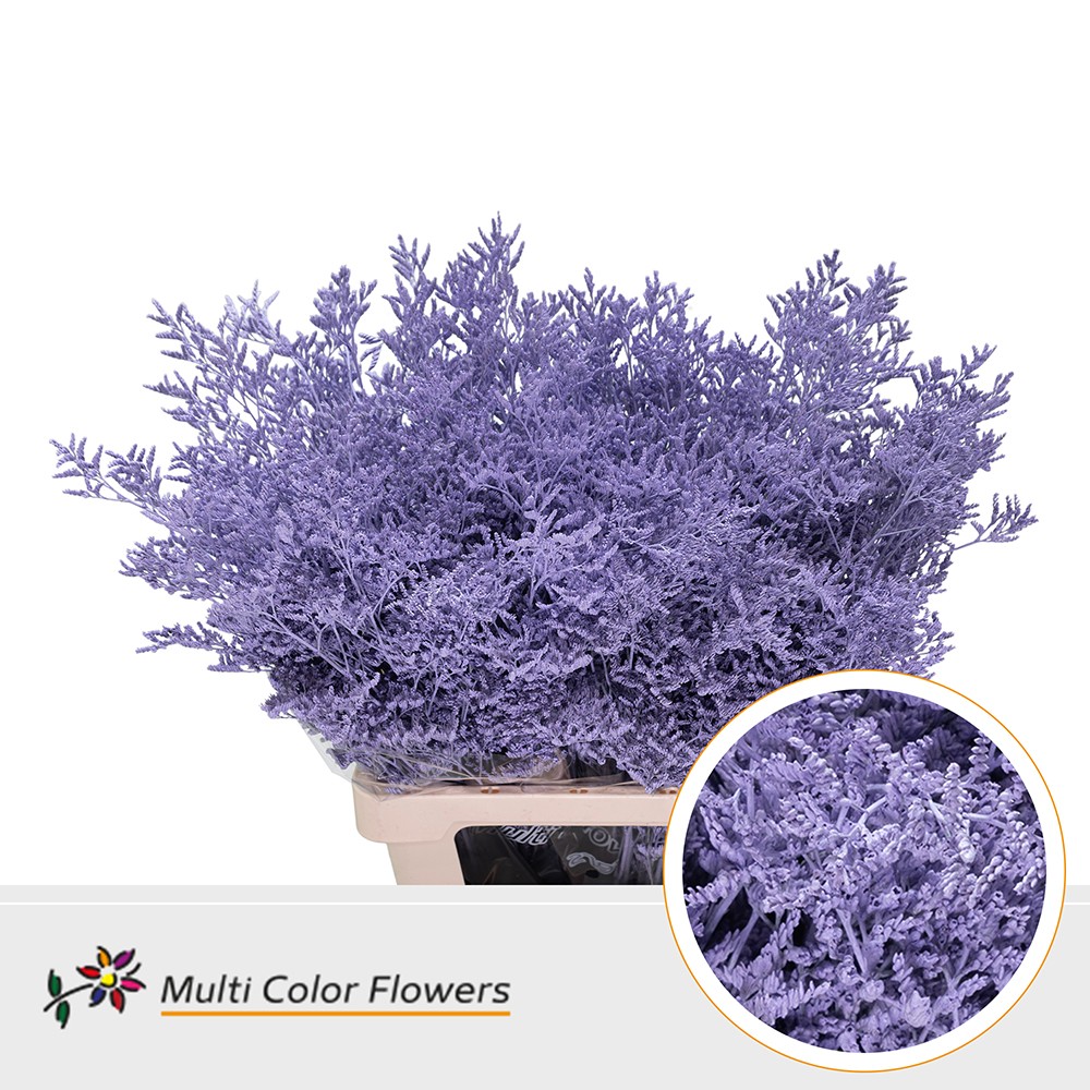 Limonium dyed Lilac