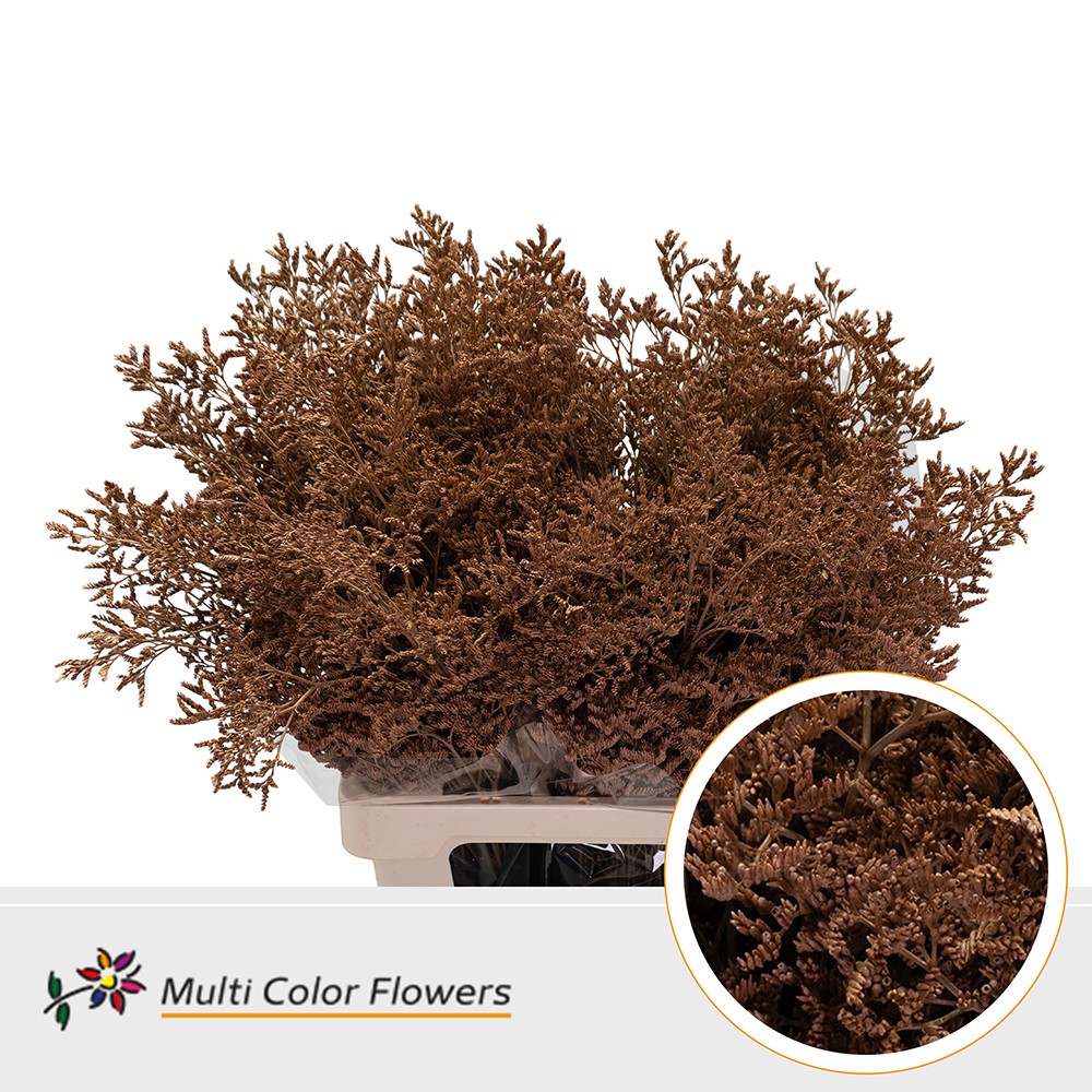 Limonium dyed Terracotta