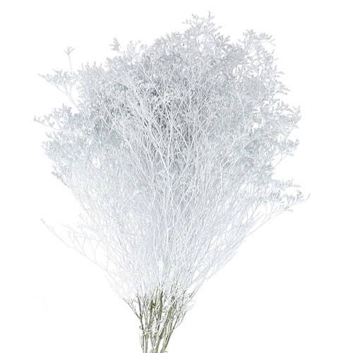 Limonium Dyed White