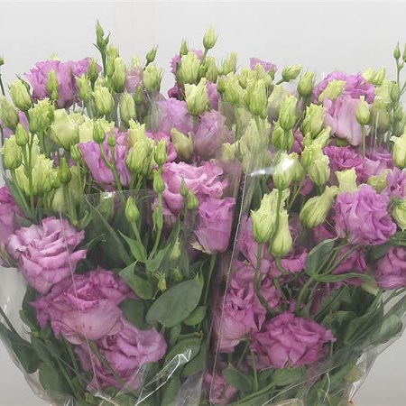 Eustoma Lisianthus Dbl. Celeb Grape