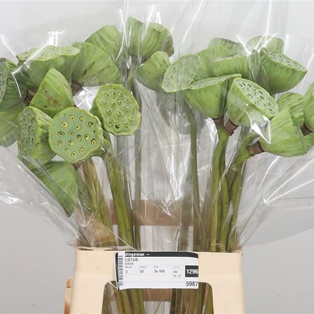 Lotus Seed Heads Extra (Nelumbo)