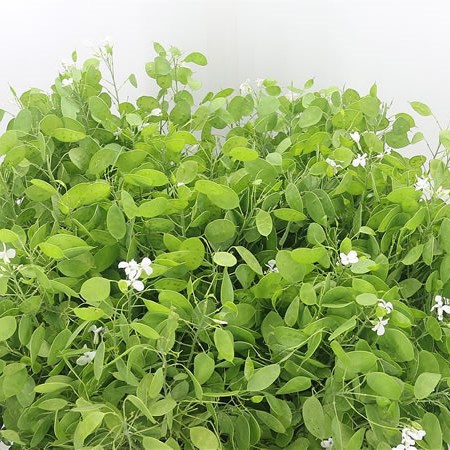 Lunaria Annua