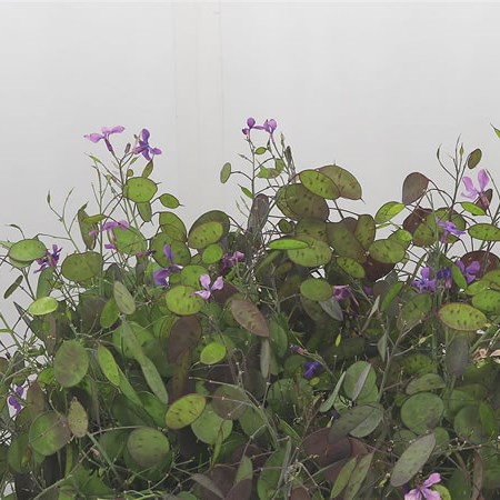 Lunaria Annua Purple Penning