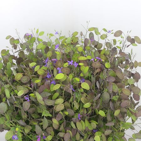 Lunaria Annua Purple Penning