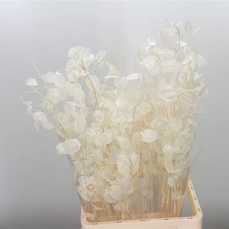 Lunaria Bleached (Dried)