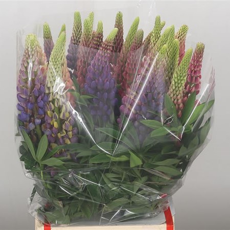 Lupin Mix