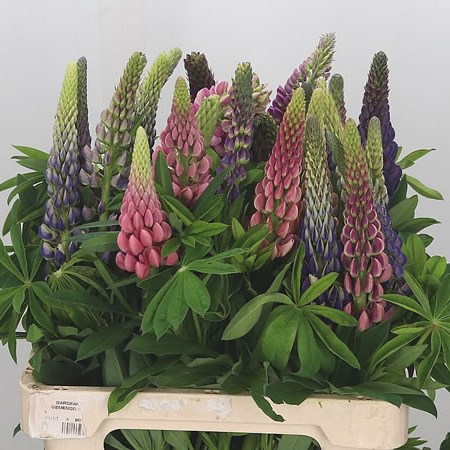 Lupin Mix (Extra)