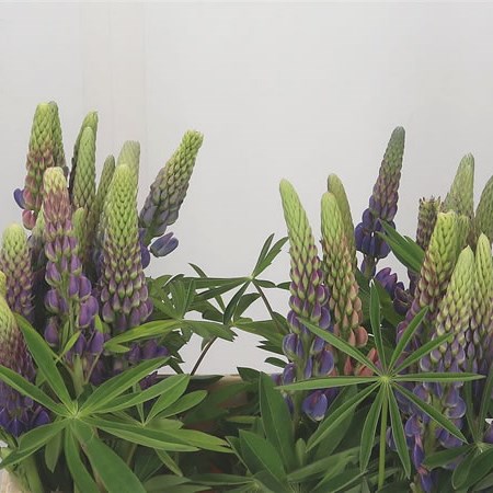 Lupin Mix