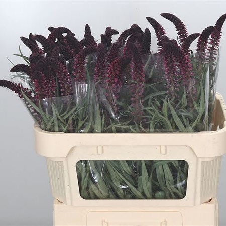 Lysimachia Atropurpurea