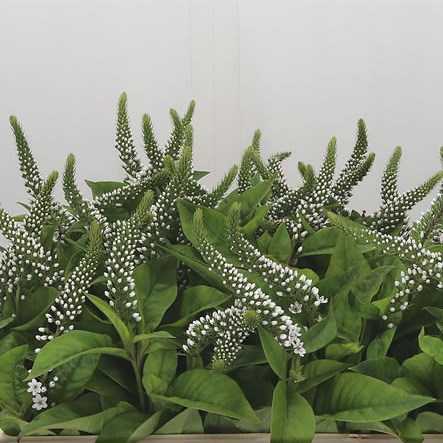 Lysimachia Clethroides