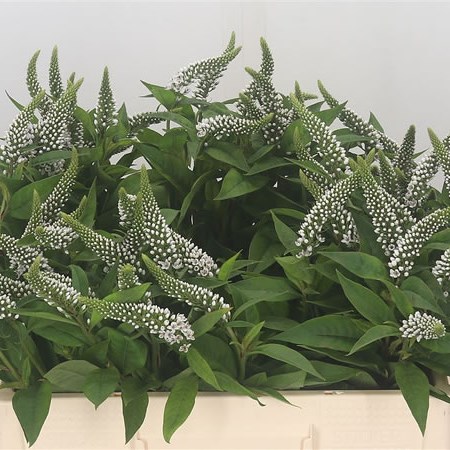 Lysimachia Clethroides