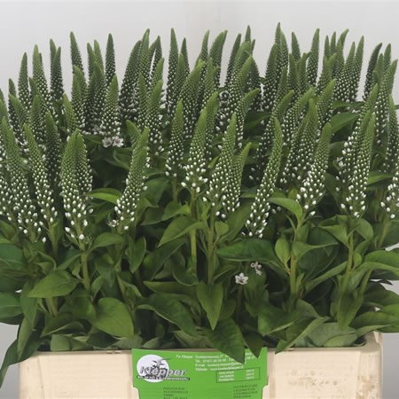 Lysimachia Elisabeth