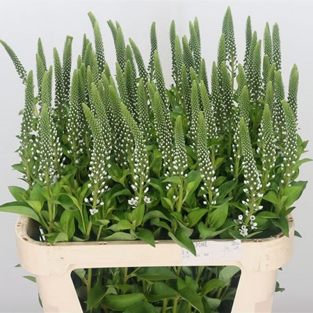 Lysimachia Elisabeth (Extra)