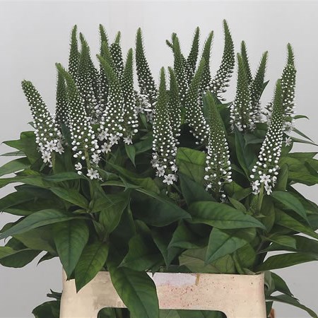 Lysimachia Helene