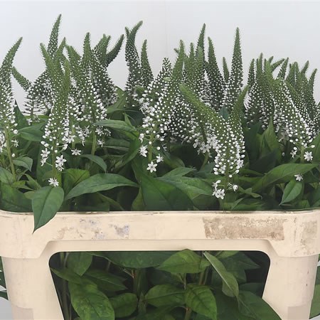 Lysimachia Helene