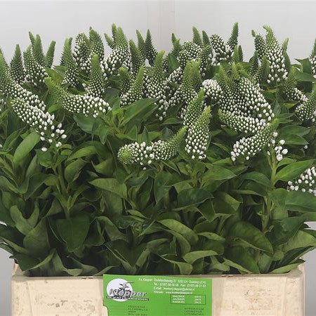 Lysimachia Jumbo