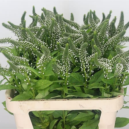 Lysimachia Jumbo (Extra)