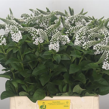 Lysimachia Mamba