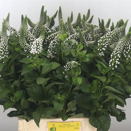 Lysimachia Mamba (Extra)