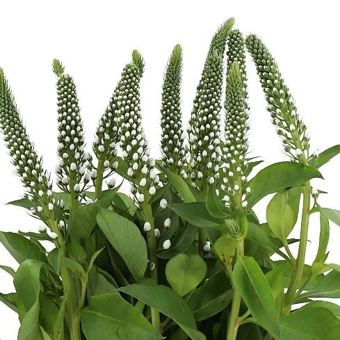 Lysimachia Moonlight