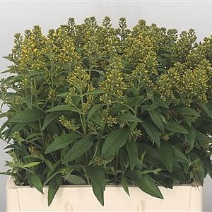Lysimachia Vulgaris