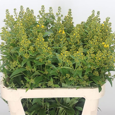 Lysimachia Vulgaris