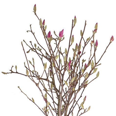 MAGNOLIA BRANCHED LIGHT PINK