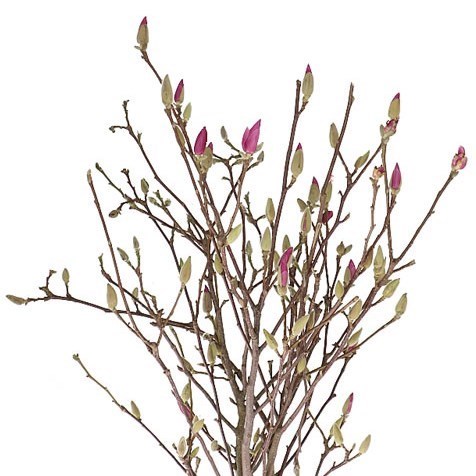 MAGNOLIA BRANCHED LIGHT PINK