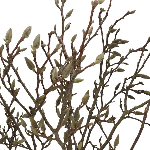 MAGNOLIA GRANDIFLORA