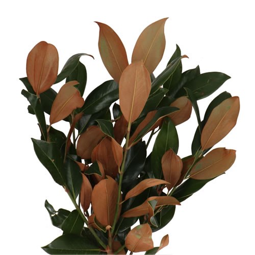 MAGNOLIA LEAF