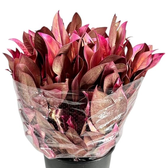 MAGNOLIA LEAVES DYED CHERRY GOLD