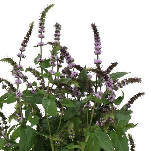 MENTHA DARK SENSATION