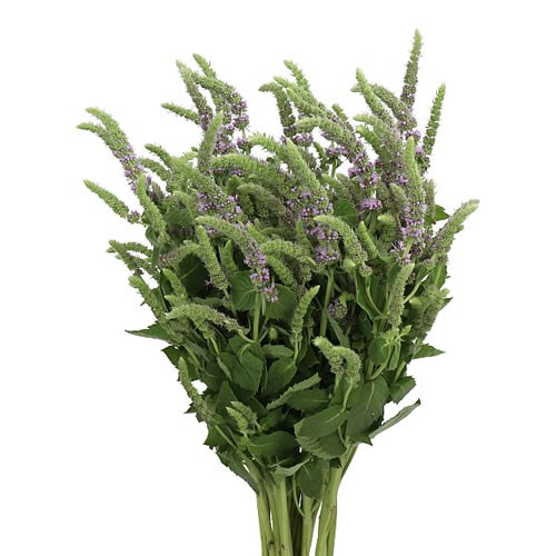 MENTHA FRESH START