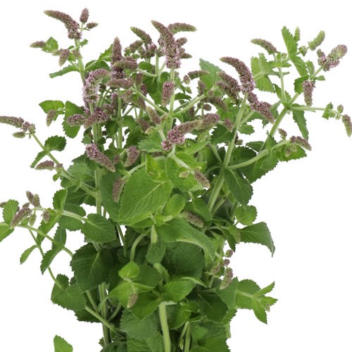 MENTHA JOCKA (MINT)