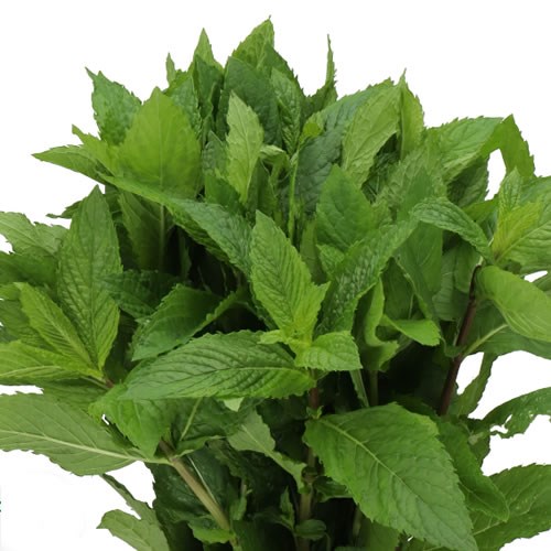 MENTHA LEAVES (MINT)