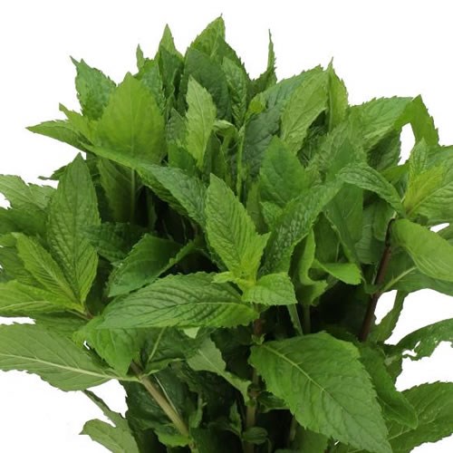 MENTHA (MINT LEAVES)