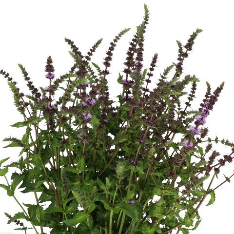 MENTHA PURPLE SENSATION (MINT)