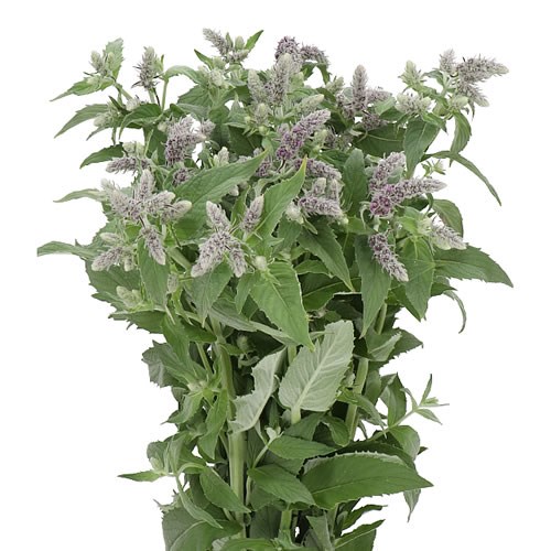 MENTHA SILVER QUEEN