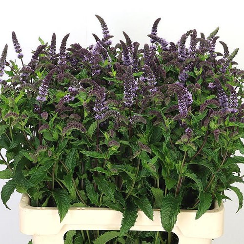 MENTHA TIGRA (MINT)
