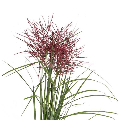 MISCANTHUS FERNER OSTEN RED