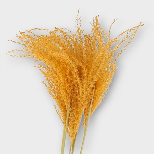 MISCANTHUS GRASS DYED APRICOT (dried)