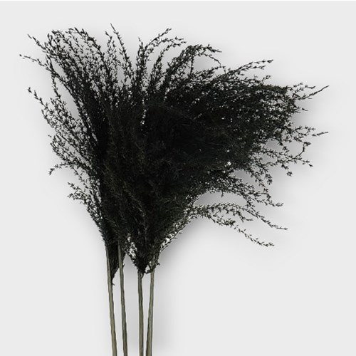 MISCANTHUS GRASS DYED BLACK (dried)
