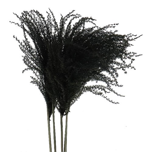 MISCANTHUS GRASS DYED BLACK (dried)