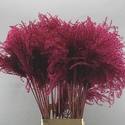 MISCANTHUS GRASS DYED BURGUNDY (dried)