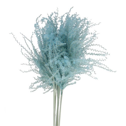 MISCANTHUS GRASS DYED LIGHT BLUE (dried)