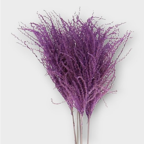 MISCANTHUS GRASS DYED LILAC (dried)