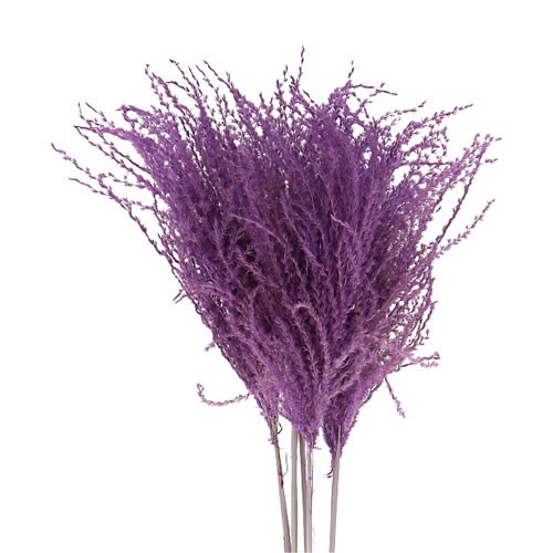 MISCANTHUS GRASS DYED LILAC (dried)